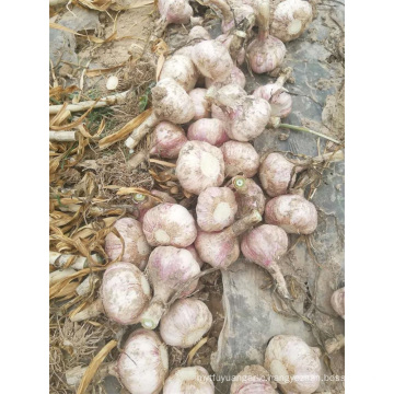 New Crop Fresh Garlic Of 2019 In 5.0cm